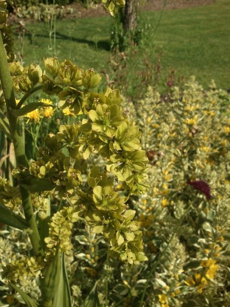 Veratrum viride Roheline upsujuur